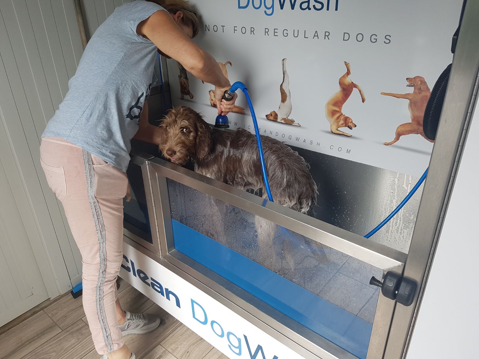 dogwash1